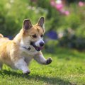 犬にとって超危険な…