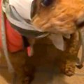 雨の日、犬の頭が濡…