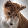 犬の夜泣きには必ず…