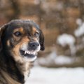 犬が飼い主に『やめ…