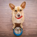 「犬よりも飼い主が…