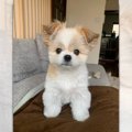 犬種なんですか？？…