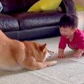 犬に『赤ちゃんと遊…