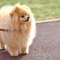 万が一犬のリードが…
