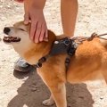 カナダの学生たちが…