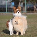 犬が『人間に腰を振…