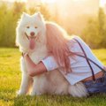 犬への過度な甘やか…