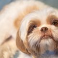 犬からの愛情が消え…