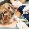 動物病院に行くとき…
