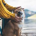 犬が人の足に体を擦…