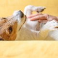 犬が『スキンシップ…