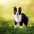 『頭が良い犬種』３…