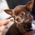 犬におやつを与えす…