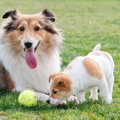 『老犬と子犬』一緒…