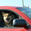 愛犬とのドライブは…