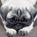 犬のニオイが気にな…