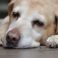犬の肝臓がん┃原因や…