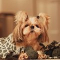 犬が冬に熱中症にな…