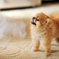 犬は『しっぽの振り…