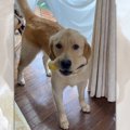 「トウモロコシ探し…
