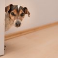 犬がする「構ってア…