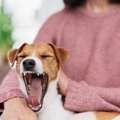 犬が飼い主を嫌いに…