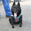 私たちはなぜ犬と暮…