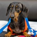 犬に着せるべきでは…