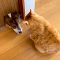 犬が『猫用の穴から…