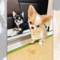 「畳をボロボロにし…