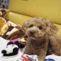 なぜ犬は「空気を読…