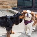 他の犬と触れ合う際…