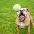 犬が頑張りすぎてし…