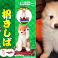 持つだけで幸運を呼…