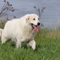 大型犬ランキング！…