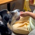 男の子が『犬とバナ…