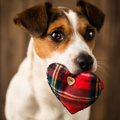 犬との相性を診断す…
