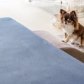 犬の『超危険な行動…