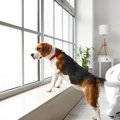 犬が『窓の外を眺め…