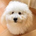 もふもふになった犬…