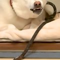 なぜかケージでブチ…