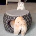 犬と猫のお留守番を…