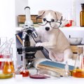 犬が持つ６つの特殊…