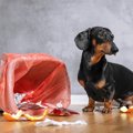 犬が異物を食べちゃ…