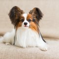 体臭がしにくい犬種…