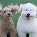 毛がすごいことに…！…
