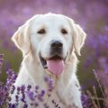 簡単にできる『犬用…