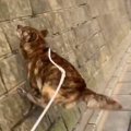 驚愕の身体能力！甲…