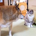 柴犬が『いなくなっ…