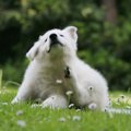 犬が蚊に刺された時…